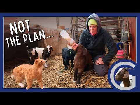 I Didn't Want THIS to Happen! No Milk From Mama For These Poor Kids. -Vlog 110