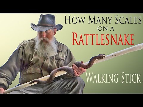 How to Create Realistic Details on a Rattlesnake Walking Stick
