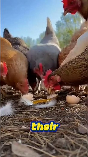Why Chickens Eat Their Own Eggs And How to Stop It