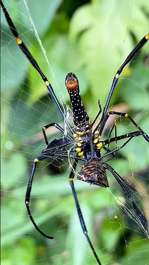 Spider vs Assasin bugs