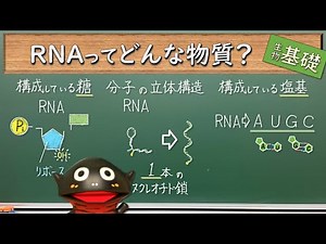 DNAとRNAの共通点と相違点【66生物基礎】新課程対応