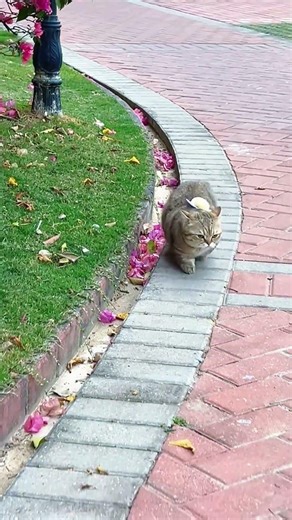 Beyond the Rainbow Bridge #cat #catlove #cute #kitten