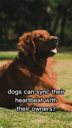 Dogs Sync Their Heartbeats with You