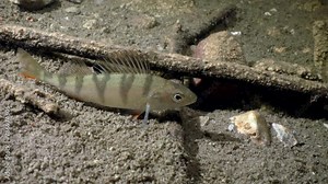 European perch (Perca fluviatilis) at the bottom of flooded limestone quarry. Underwater footage, Estonia.