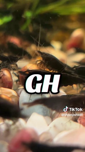 The Ultimate Guide to Neocaridina Shrimp Care