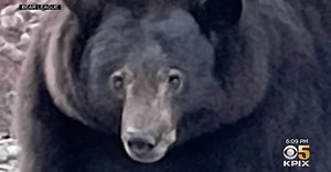 500-Pound Bear ‘Hank the Tank’ Has Reputation Cleared Due to DNA Evidence (UPDATE)