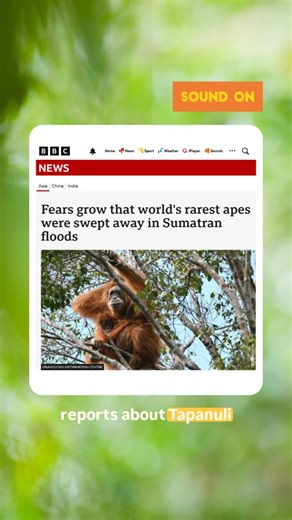 You may have seen reports about Tapanuli orangutans being at risk of extinction following the recent Sumatran floods and landslides. Here’s what we know. 📷 Photography courtesy Andrew Walmsley | Sumatran Orangutan Society (SOS)