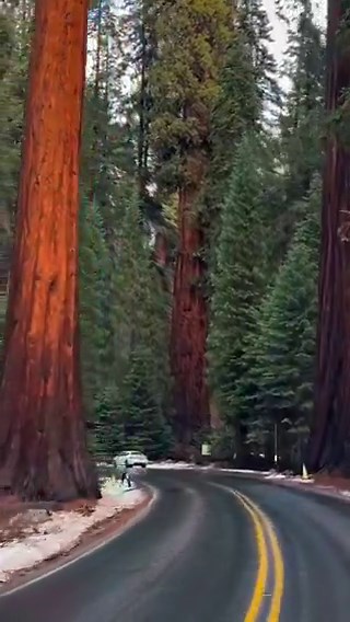 The sheer size of these giant sequoia trees