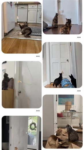 Do cats like this toy？ I took it to six of my catsitting visits today... | Joan Lambert