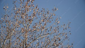 Birds in Boulder County Tree, Wildlife of Colorado in Trees