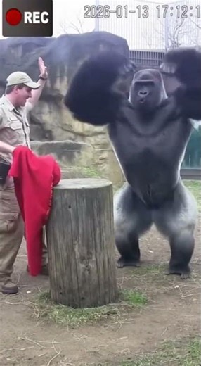 Gorilla Taps Cloth – Basketball Magically Disappears & He Lifts the Stump in Epic Search! 🦍🏀😱