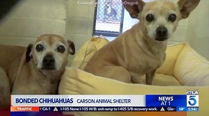 1.7K views · 97 reactions | Can you open your home to these two?...