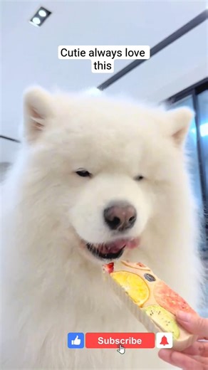 #singersongwriter #newmusic #beautifulbeast #cuteanimals #cutedogs #dogs