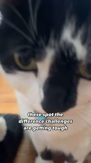 why was she so still like she really was a slipper | Miss Biscuit