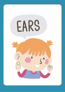 Human Body Flashcards: Fun Anatomy Learning (printable) - Etsy Canada