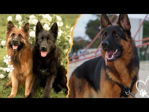 Why a German Shepherd Might Attack You