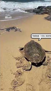 Rescue team finds and saves female loggerhead sea turtle