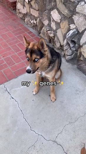 Meet the Shepsky: A Perfect Blend of German Shepherd and Husky