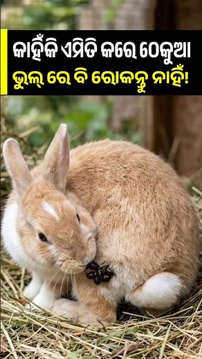 ଠେକୁଆ କାହିଁକି ଖାଏ ନିଜ ମଳ ? Why Rabbits Are Eat Their Own Poop ? #rabbit #rabbits #bunny #bunnysongs