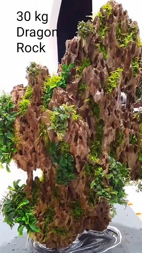 22K views · 755 reactions | 30 kg Dragon Rock "Mainstone"  #dragonrock #aquascaping #rock #mainstone #aquarium #aquariums #natureaquarium #plantedaquarium #plantedtank #fishtank #aquascape | Oliver Knott | Facebook