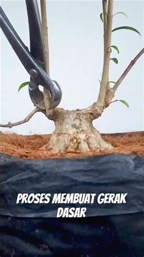 membuat gerak dasar #belajarbonsai #bonsai #caraperawatanbonsai #bonsaitree #proses #diy #tanaman