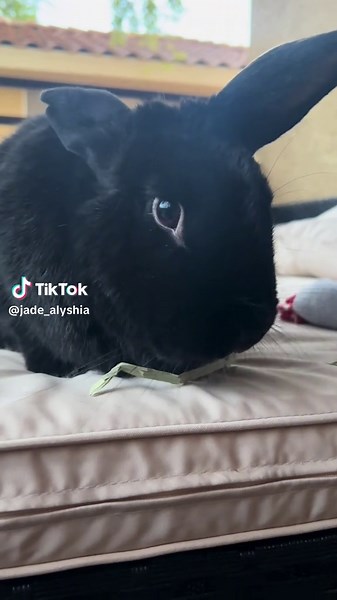 “Watch out—the most dangerous animal on the planet is on the loose… and she’s munching hay like a villain. Proceed with caution (and carrots)!” #bunny #bunnies #petsoftiktok #pets #animalsoftiktok #petstory #enrichment #bunny ##cutebutdeadly#Haydestroyer#bunnytok #rabbitlife🐰❤️#pet #animals #bunnylove #tiktokpets