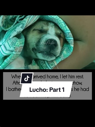 Tips for Interacting with Unvaccinated Dogs
