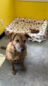 Tuna is honestly just happy with so little. She loves going on casual, emphasis on casual...walks. She loves falling on her back for belly rubs as long as you will provide them. She loves napping on her big dog bed. She loves playing with most dogs. Although she can be selective. She loves cats. She is housebroken and is very tidy and clean despite the occasional time that she defluffs her toys. She is really such an amazing dog!! Totally overlooked, and is a dog that will adapt so well to a hom