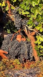 390K views · 2.7K reactions |  #anngurimport #tablegrape | Vick T | Facebook