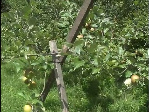 Propping Fruit Tree Limbs