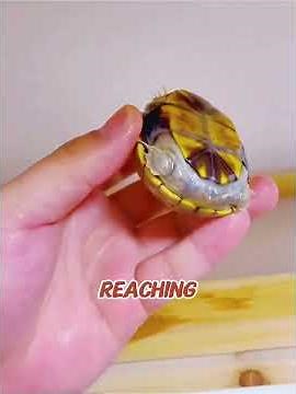 Woman Hatches a Shell-less Turtle Egg and Raises It Into a Huge Best Friend! 🐢❤️ #shorts #usa