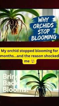 How I Made My Orchids Bloom Again🌸(Simple Tricks That Actually Work)