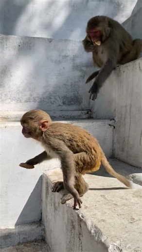 Mini monkey enjoying biscuits