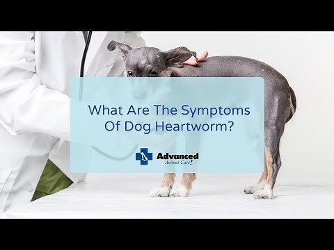 What Are The Symptoms Of Dog Heartworm?