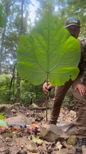 Invasive Empress Tree in the Arkansas backcountry. Native to China. Incredibly brittle stalks. **Ya’ll be sure to listen to our Bear Grease series on Ishi. | Clay Newcomb