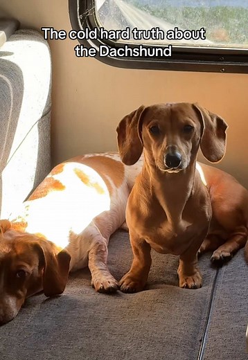 The Dachshund: The Charming Invasive Breed
