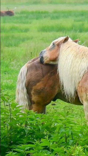 Shetland Pony Appreciation