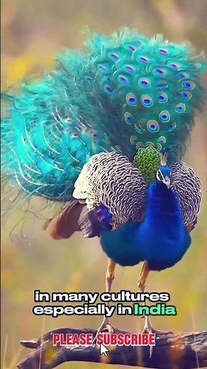 The Majestic Peacock: Stunning Facts About Nature’s Most Beautiful Bird#documentary #viralshort
