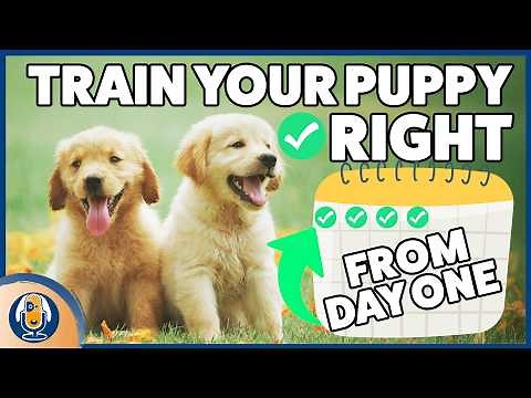 How To Train A Dog From Day One: Avoid Common Puppy Mistakes Through Games & Enrichment #308