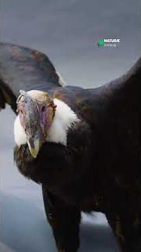 Meet the BIGGEST Flying Bird on Earth! 🦅 | Andean Condor