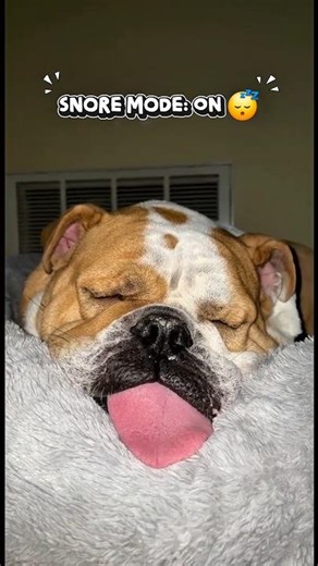 👉 Dog Being Goofy