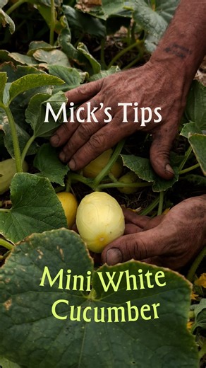Join Mick on the farm as he shows off one of our most popular cucumber varieties, the Mini White! | The Diggers Club