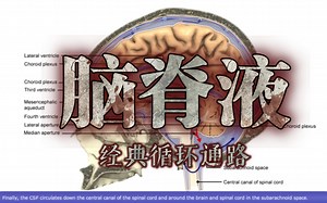 经典脑脊液的循环通路