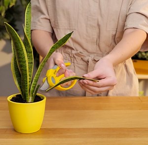 697K views · 5.3K reactions | Genius growing plant tips for your inner gardener! | 5-Minute Crafts Family | Facebook