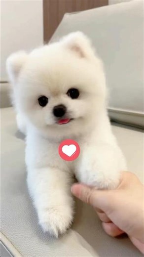 Pomeranian Facts You Need to Know Before Owning One