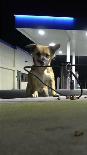 Double the donation and the rescues for #GivingTuesday