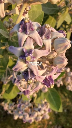 WIDURI OR BIDURI PLANT or Calotropis gigantea plant #Calotropisgigantea #widuri #biduri #calotropis