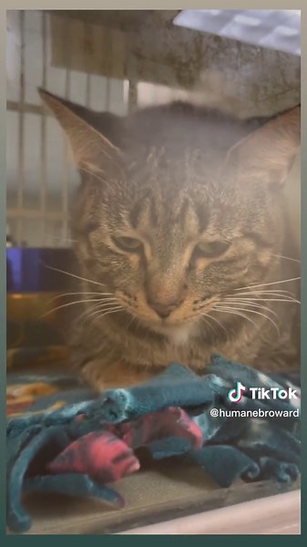 Meet Mimi: The Sweet 2-Year-Old Cat Waiting for a Forever Home