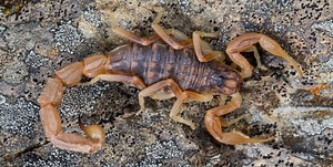 Peligro por alacranes en verano: cómo prevenir picaduras y qué hacer ante una emergencia