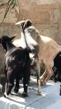 Why Male Goats Act This Way When Females Are in Heat 🐐🔥 (Natural Behavior Explained!)